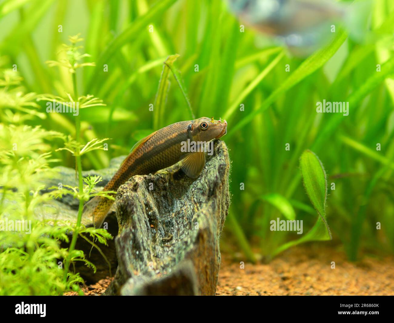 Chinese Algae Eater (Gyrinocheilus aymonieri) isolated in fish tank with blurred background Stock Photo