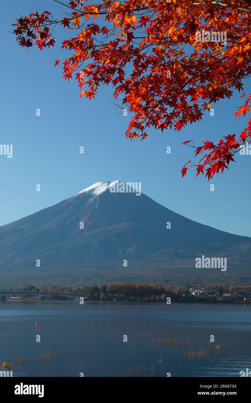 Fuji and Autumn Leaves of Maple Tree Stock Photo - Alamy