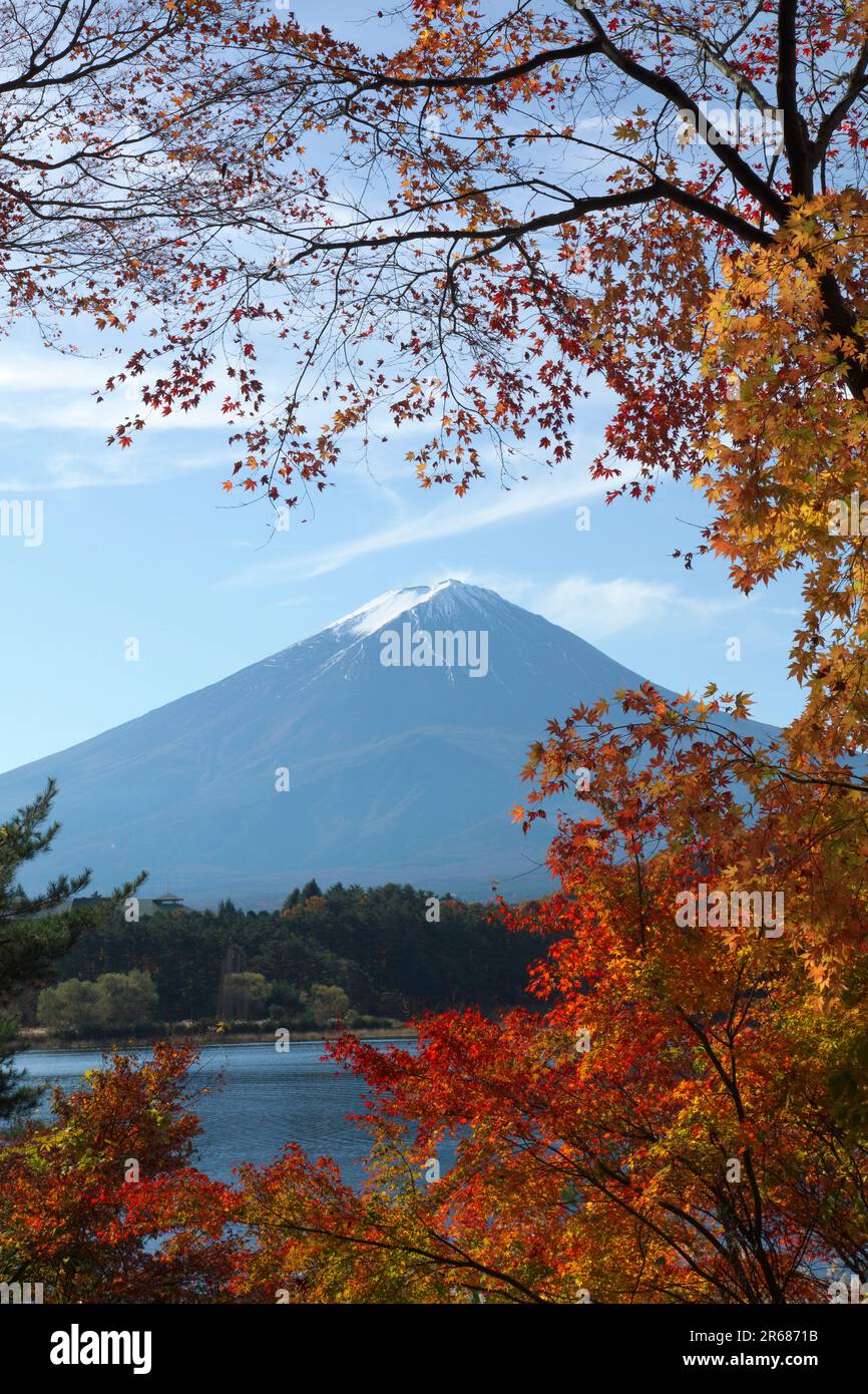 Fuji maple tree hi-res stock photography and images - Alamy