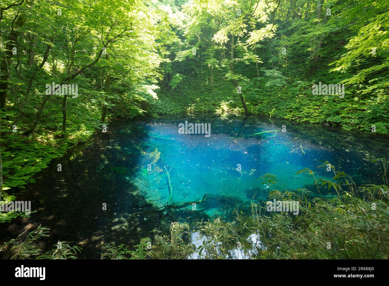Aoike of fresh green Stock Photo - Alamy