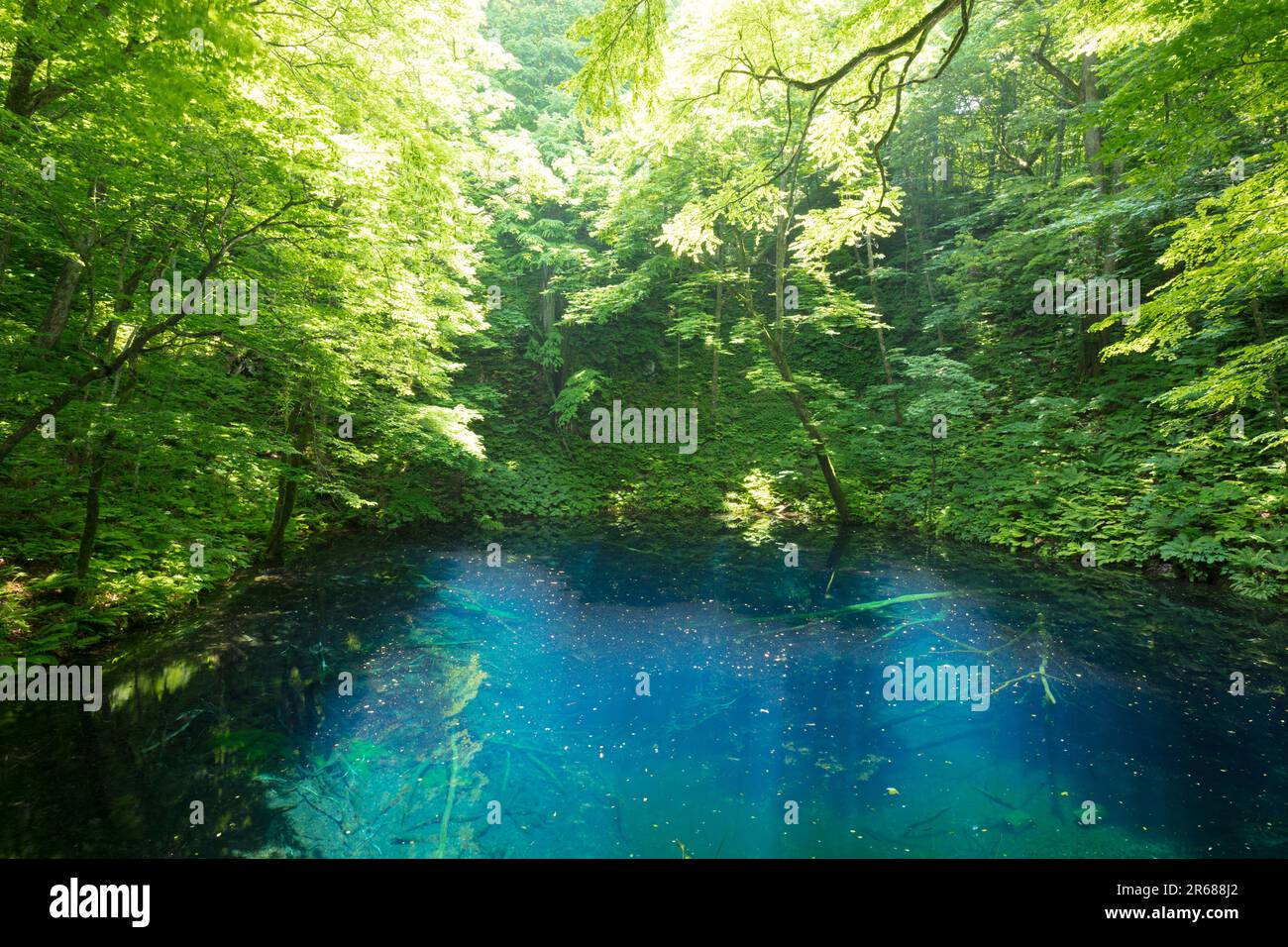 Aoike of fresh green Stock Photo - Alamy