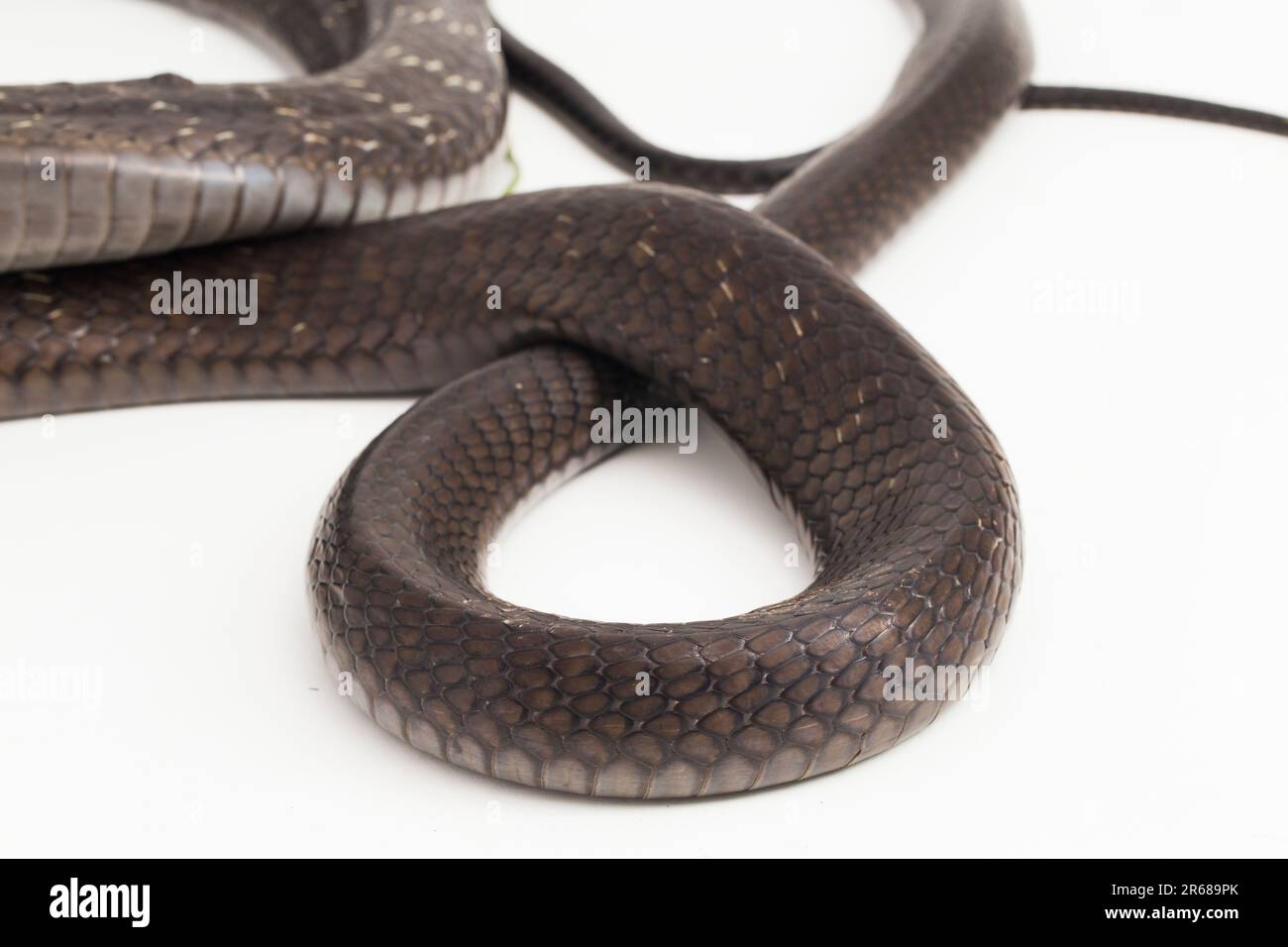King Cobra snake (Ophiophagus hannah), a poisonous snake native to ...