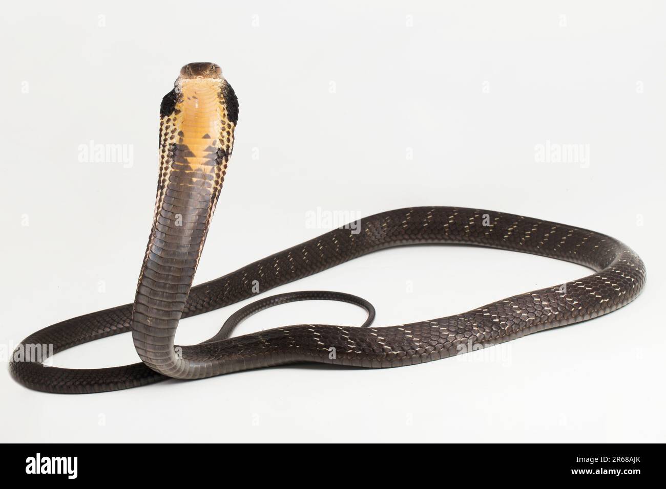 King Cobra snake (Ophiophagus hannah), a poisonous snake native to ...