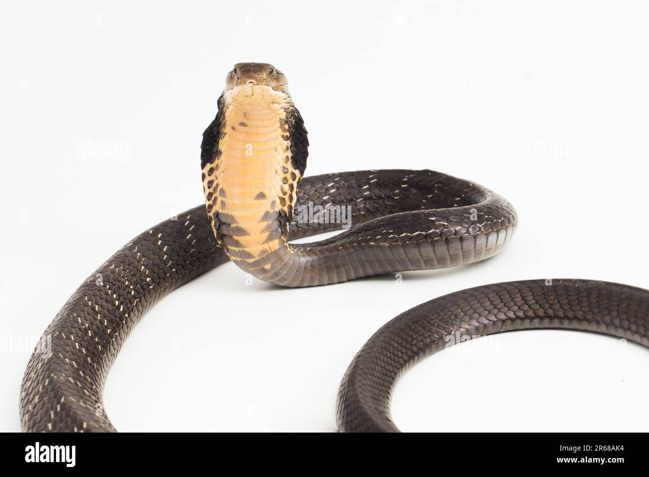 King Cobra snake (Ophiophagus hannah), a poisonous snake native to ...