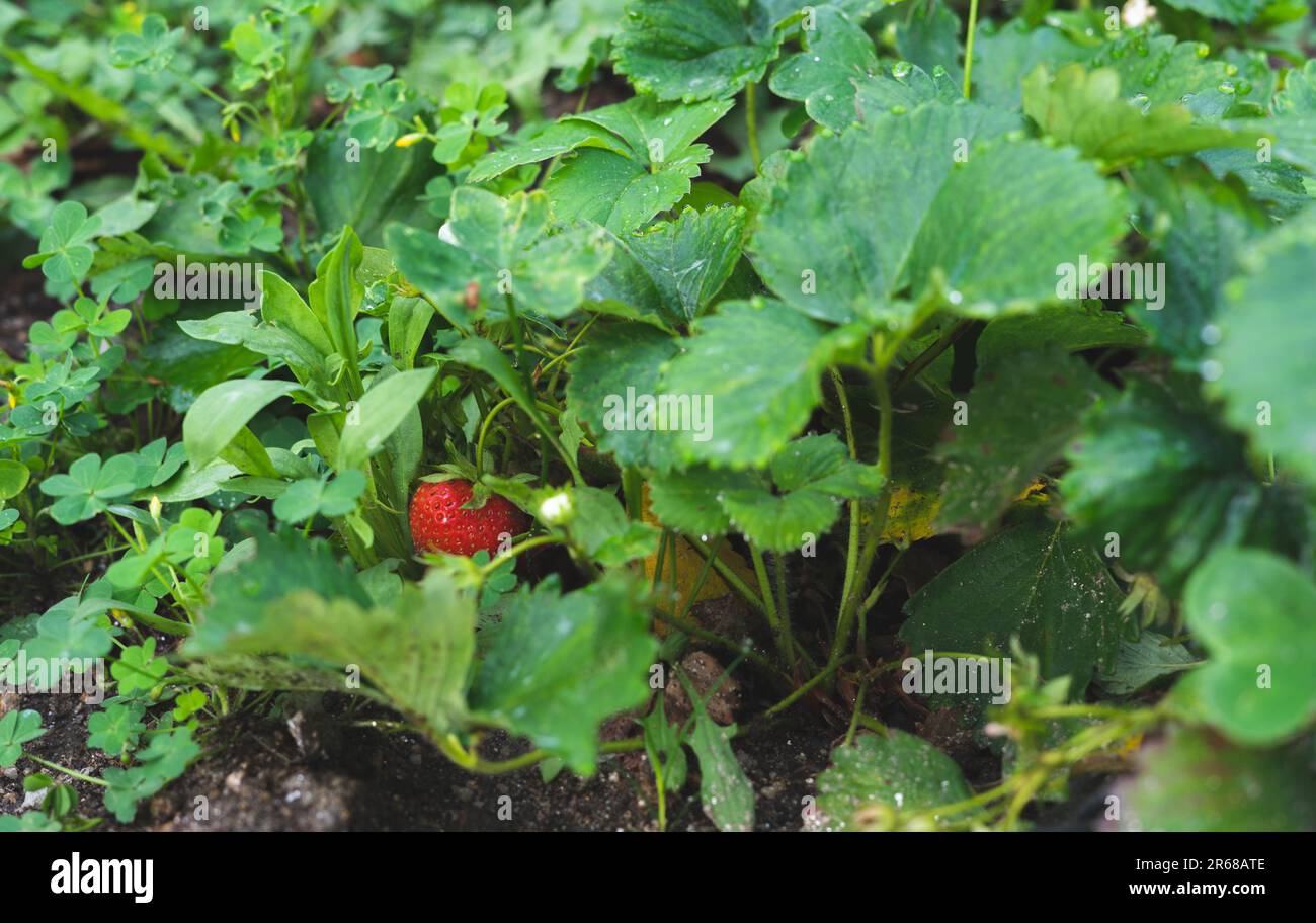 Wild bee strawberry hi-res stock photography and images - Alamy