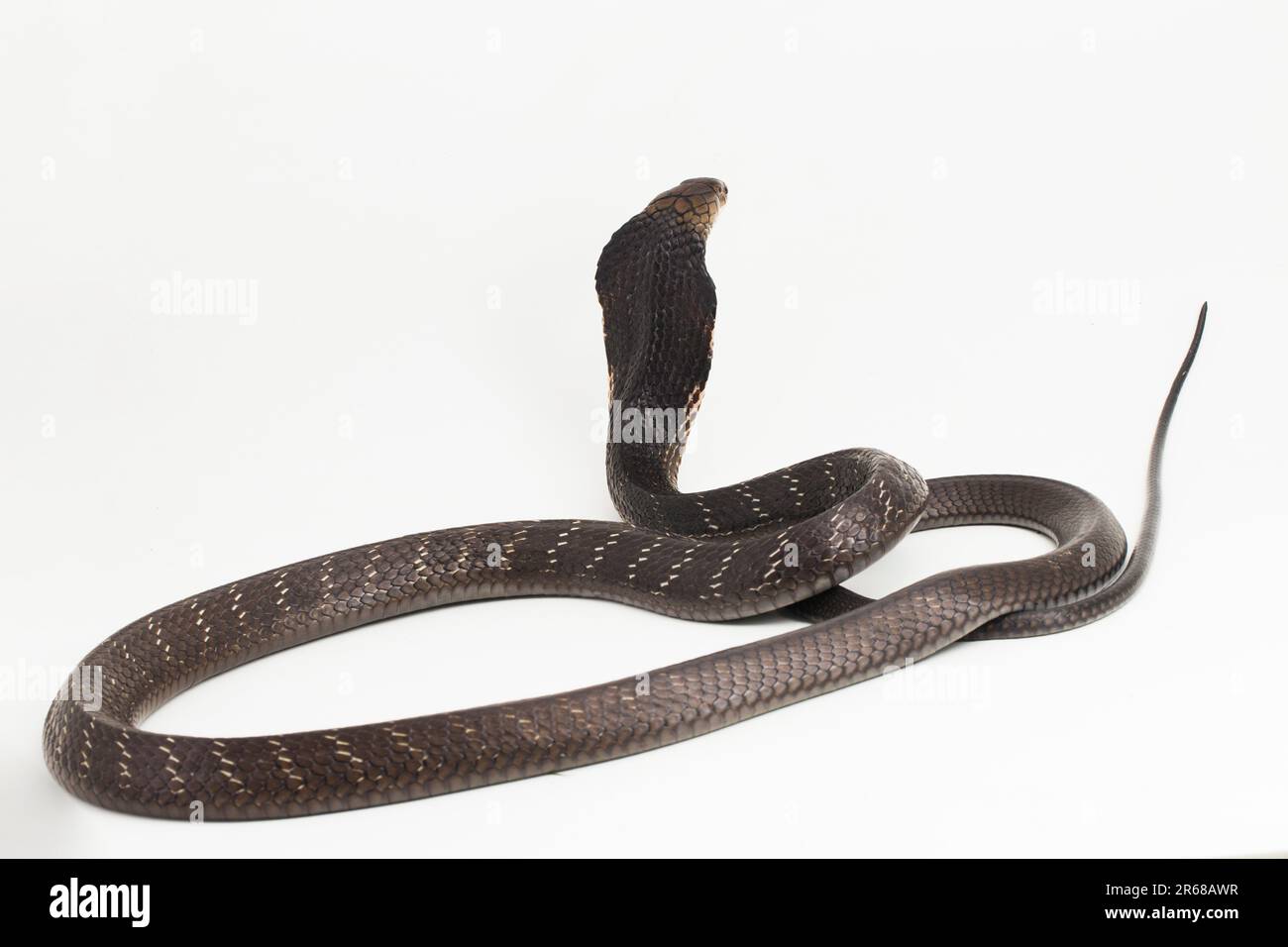 King Cobra Snake (Ophiophagus Hannah), A Poisonous Snake Native To ...