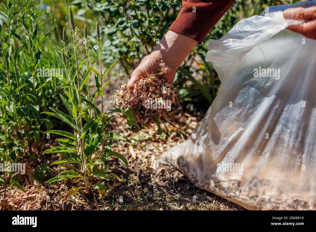 Gardener mulching summer garden with shredded wood mulch. Man puts