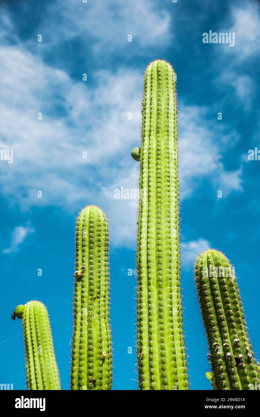 Four cacti plants in the desert against a beautiful blue sky with puffy white clouds Stock Photo
