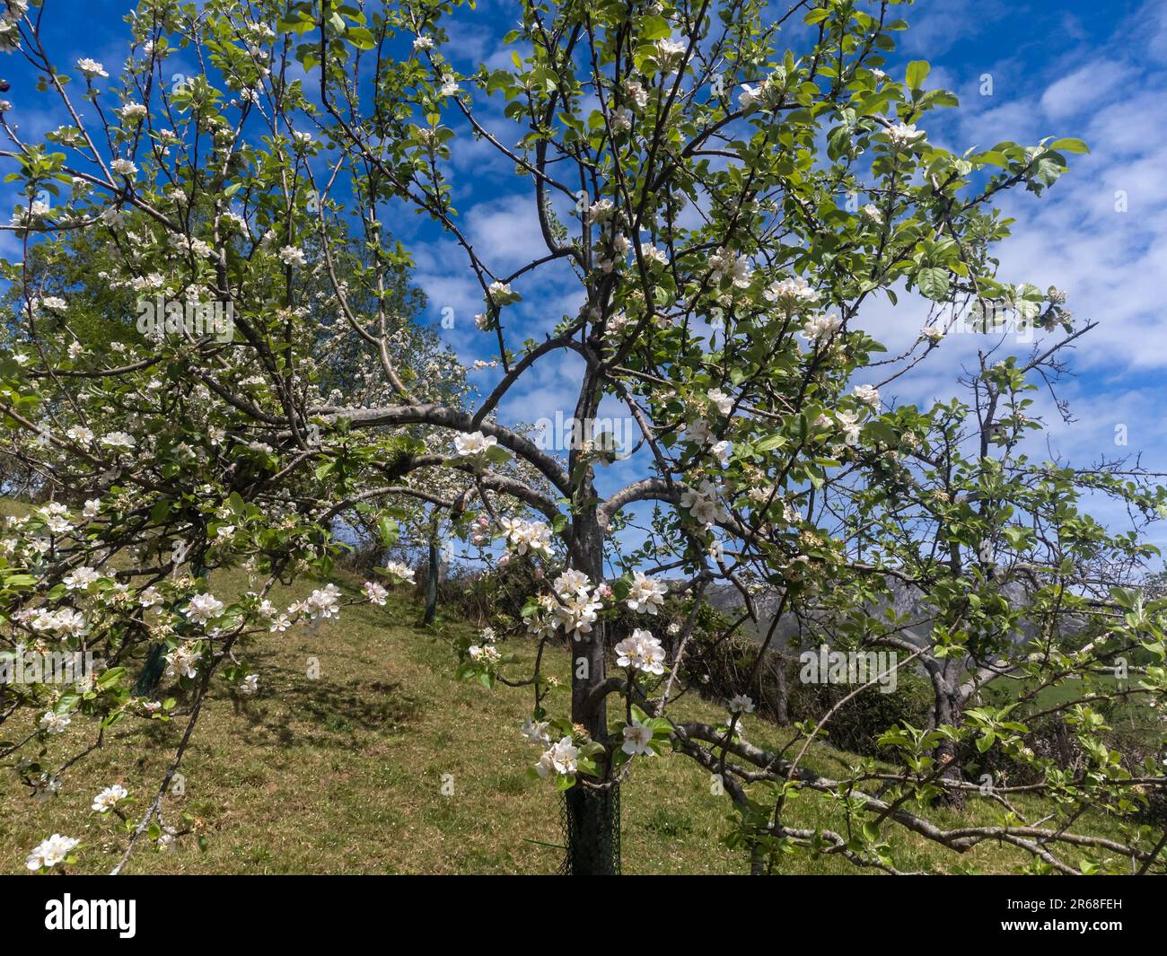 Apple tree orchards in Asturias, spring white blossom of apple trees ...