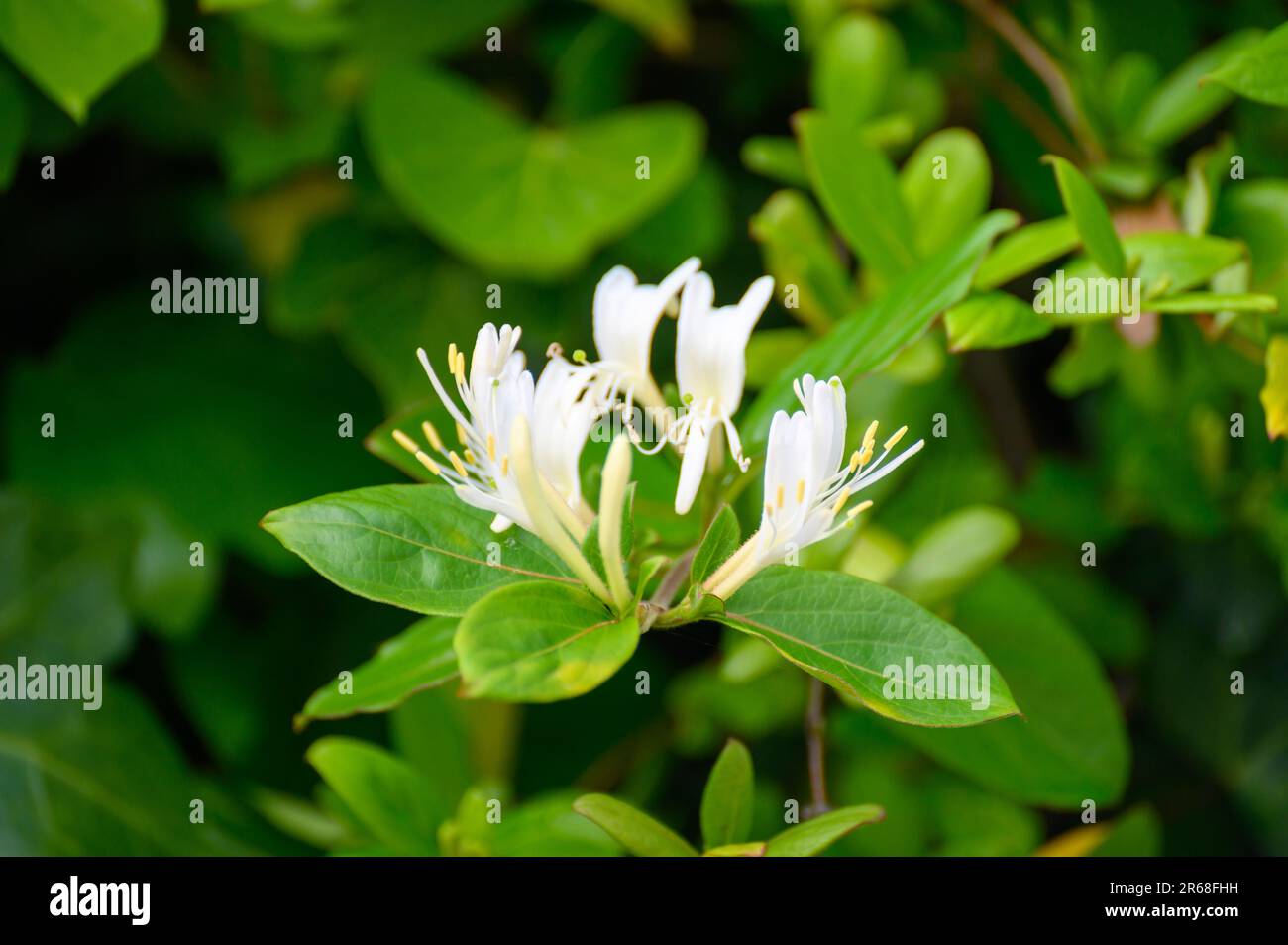Botanical collection of medicinal and climbing plants, Jasminum