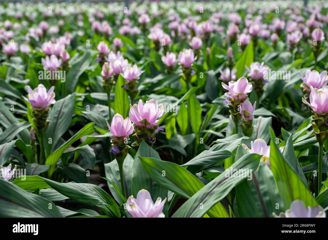 Turmeric, Curcuma longa flowering plant of ginger family, decorative or