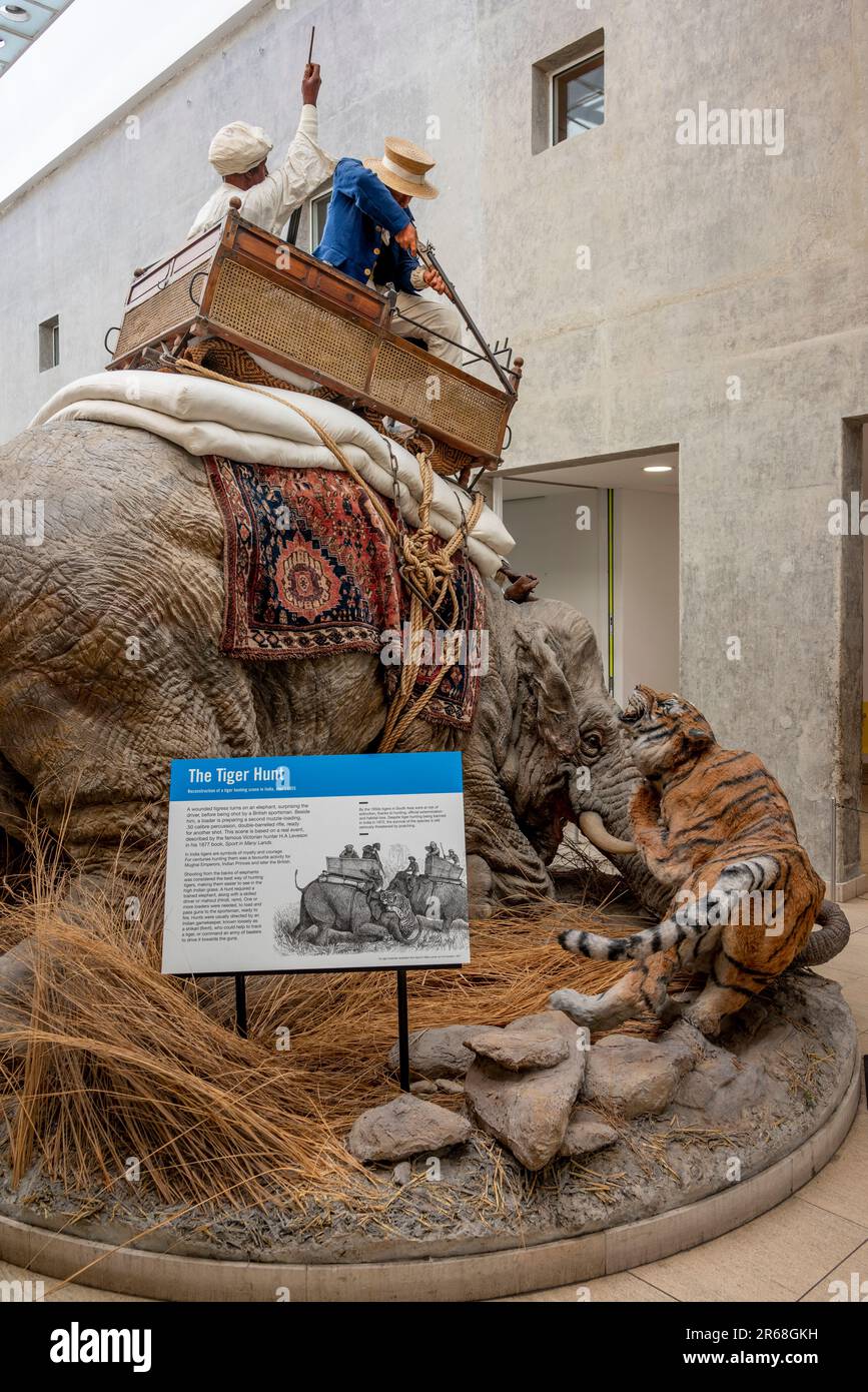 The Tiger Hunt exhibit at Royal Armouries Museum, Leeds Stock Photo Alamy