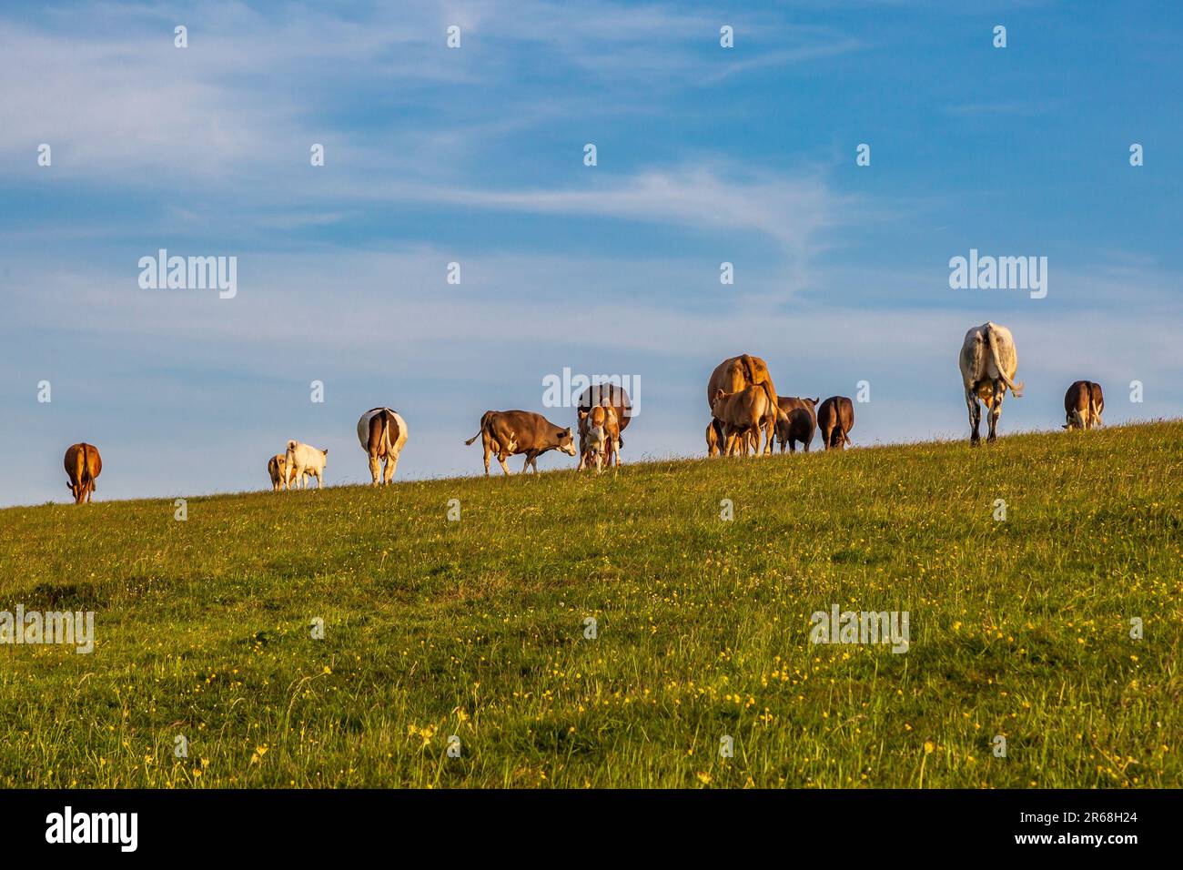 Cows grazing on Firle Beacon on a sunny spring evening Stock Photo