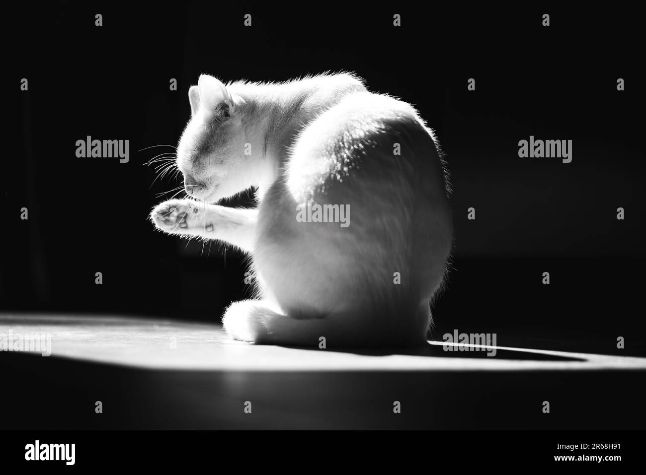 A grayscale shot of a cute cat licking itself under a window light