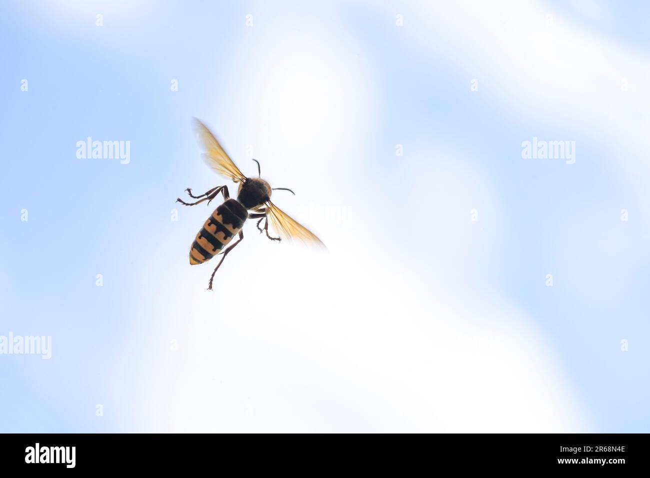 European Hornet (Vespa crabro) in flight against a blue sky with white clouds, the insect is the largest wasp in Europe, copy space, motion blur, sele Stock Photo