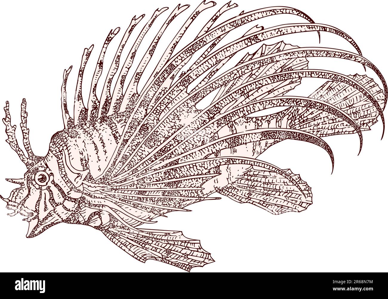 Fish zebra Pterois volitans vector Stock Vector Image & Art - Alamy