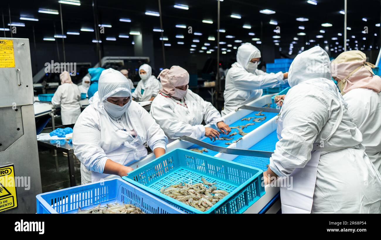 Latinos working unrecognizable in an industrial shrimp and seafood plant for export Stock Photo