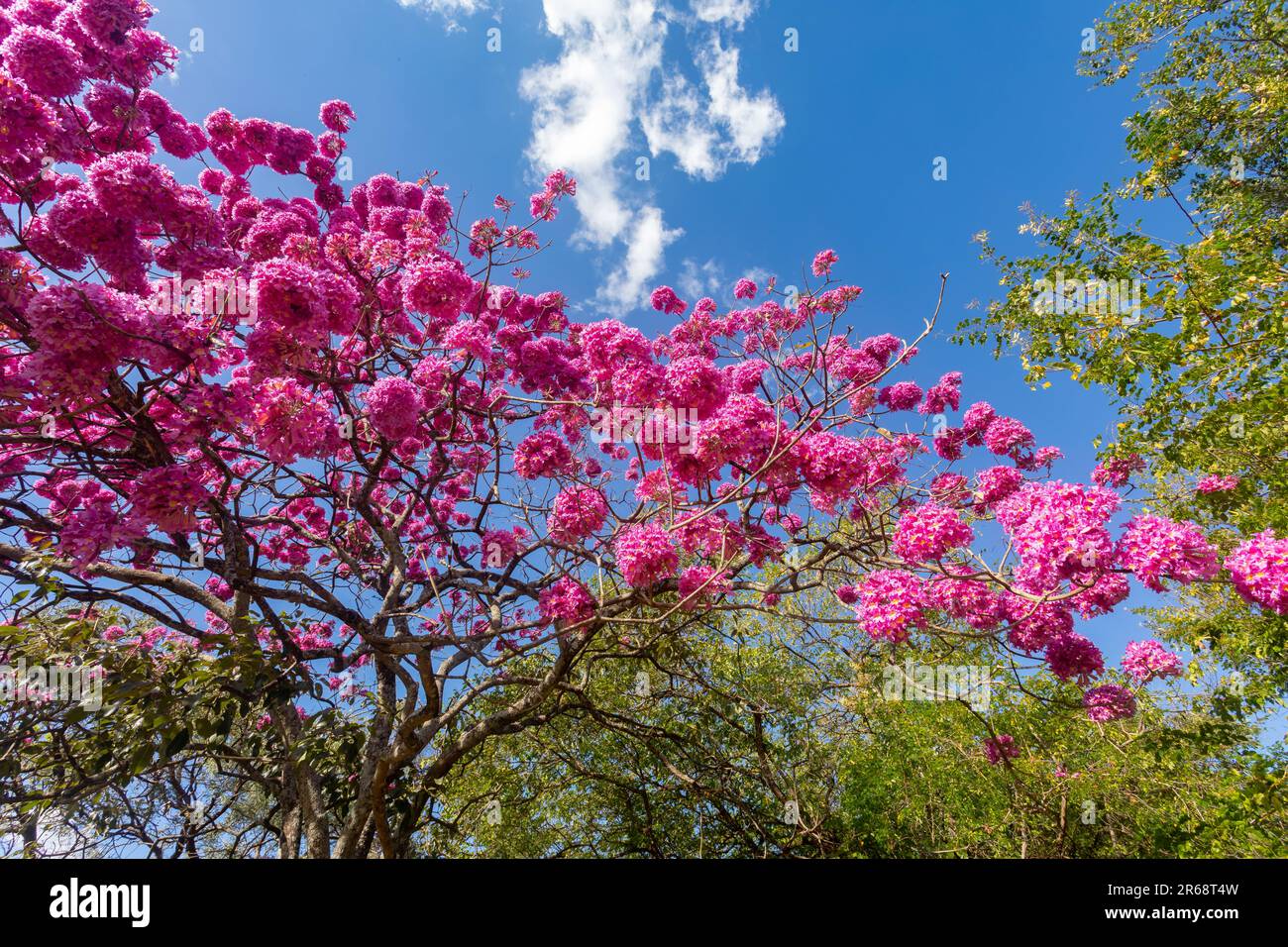 Details of the beautiful Pink Trumpet Tree (Handroanthus heptaphyllus