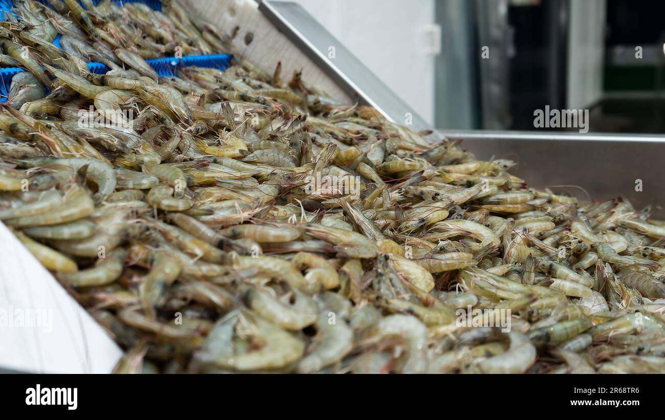 Closeup to a pile of white shrimp in a conveyor at a seafood production plant Stock Photo