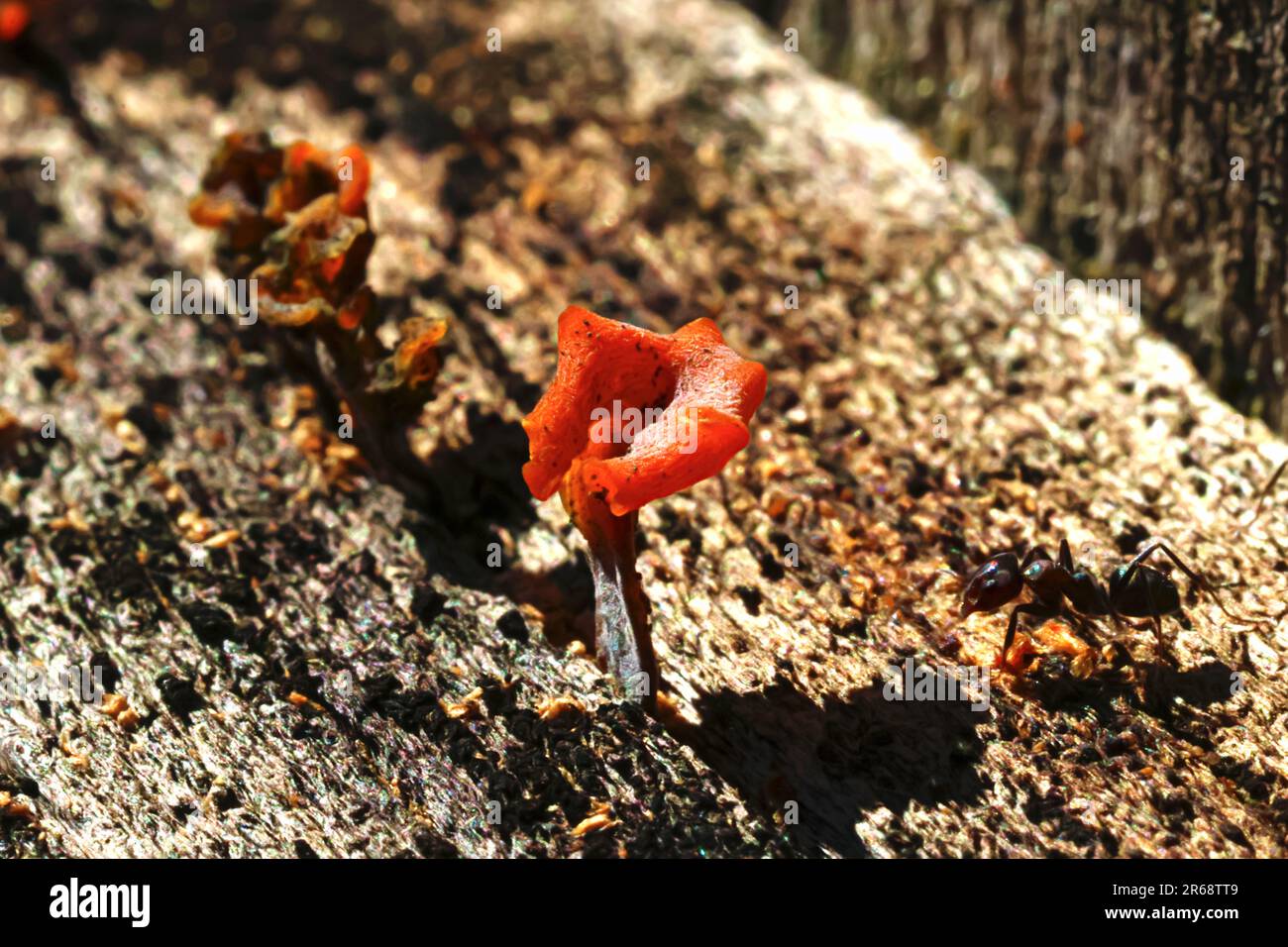 Tiny edible orange or yellow fungus growing out of old wood outside