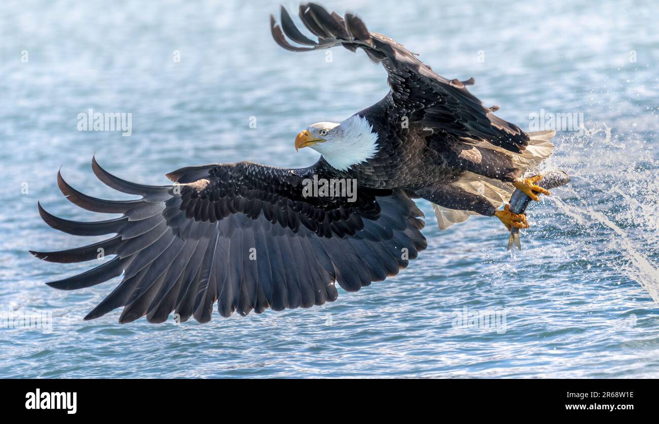 Bald eagle flying, wings spread, catching a fish in Katchemak Bay in