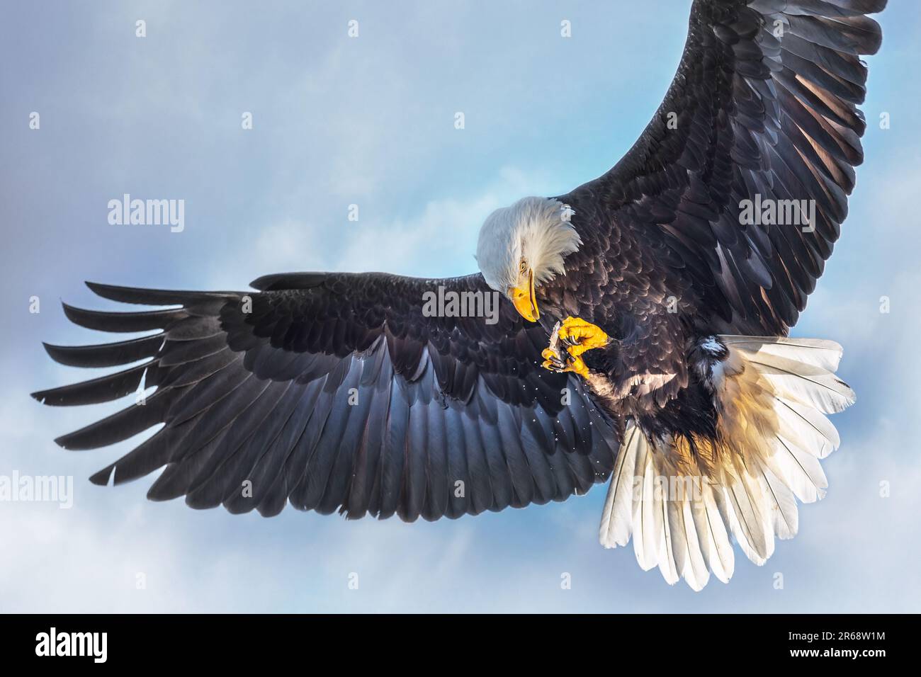 Bald eagle flying above Katchemak Bay in Alaska, eating a fish in midair, wings spread Stock