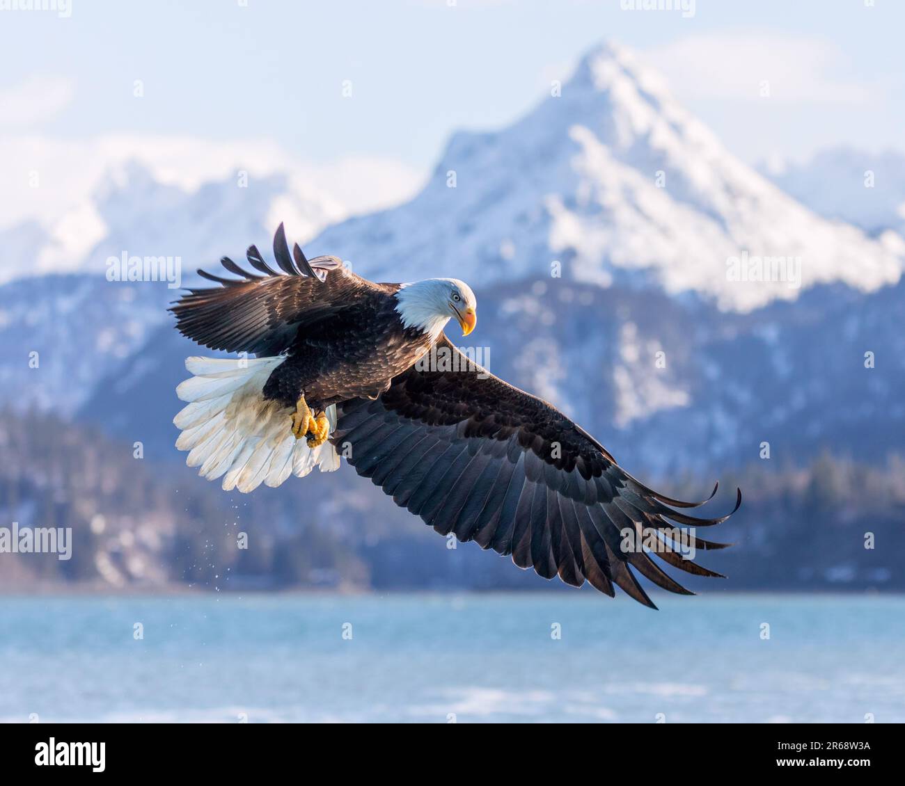 Bald eagle flying above Katchemak Bay, Homer, Alaska, with snow capped