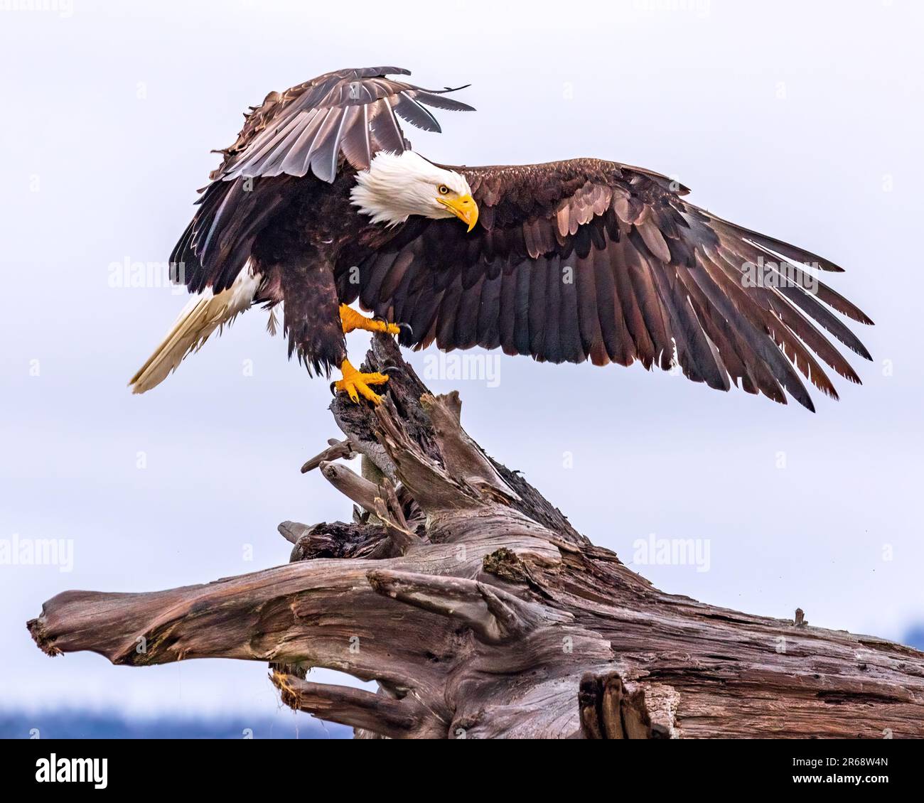 Bald eagle landing on driftwood, wings spread majestically, on Katchemak Bay Alaska beach Stock