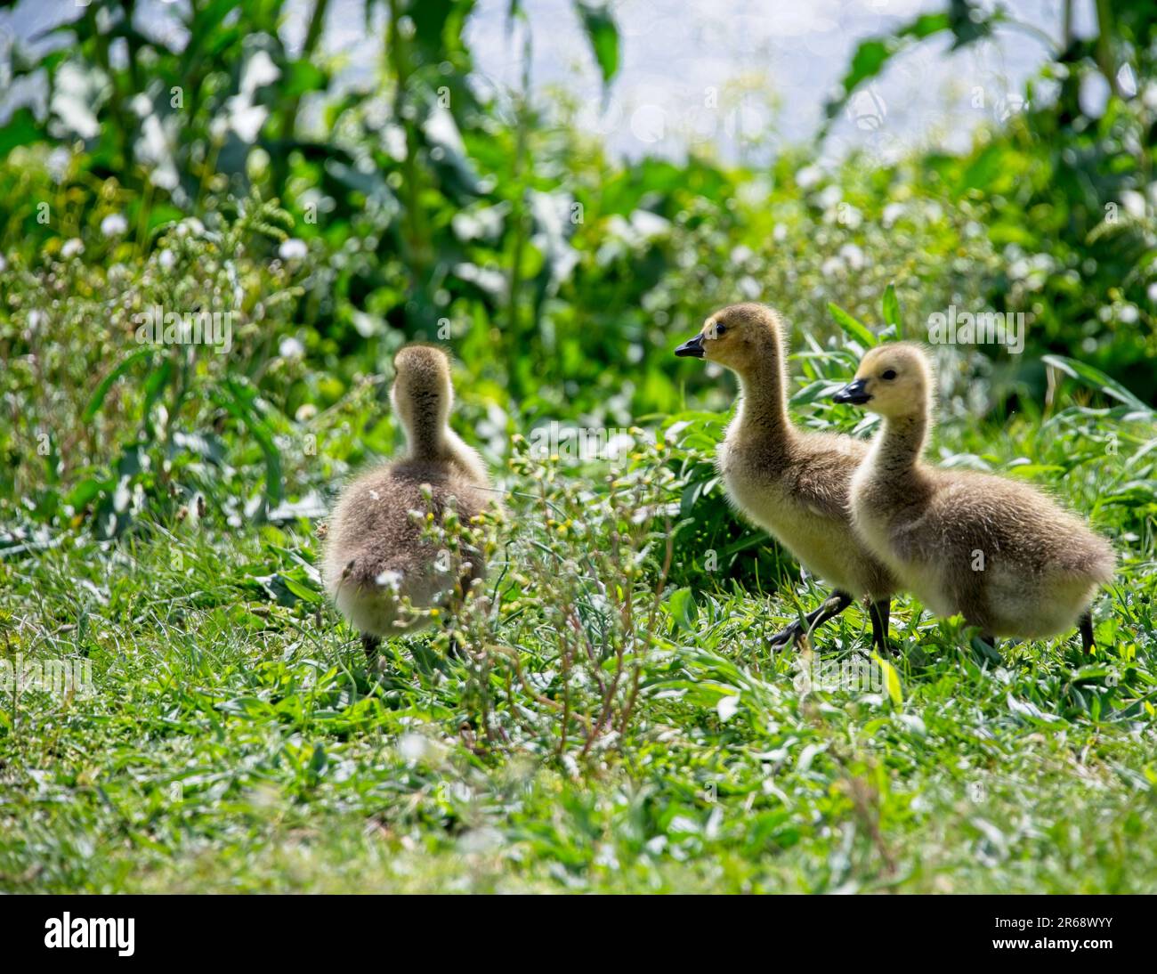 Canadian Goslings at Boundary Creek Wildlife area Moorestown NJ Stock