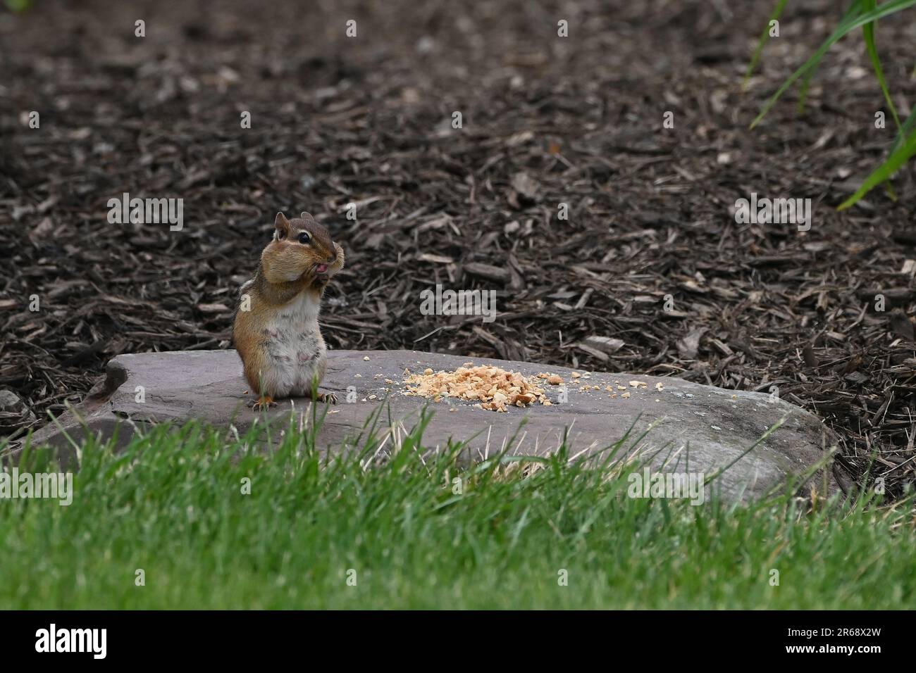 Chipmunk making funny faces while eating Stock Photo