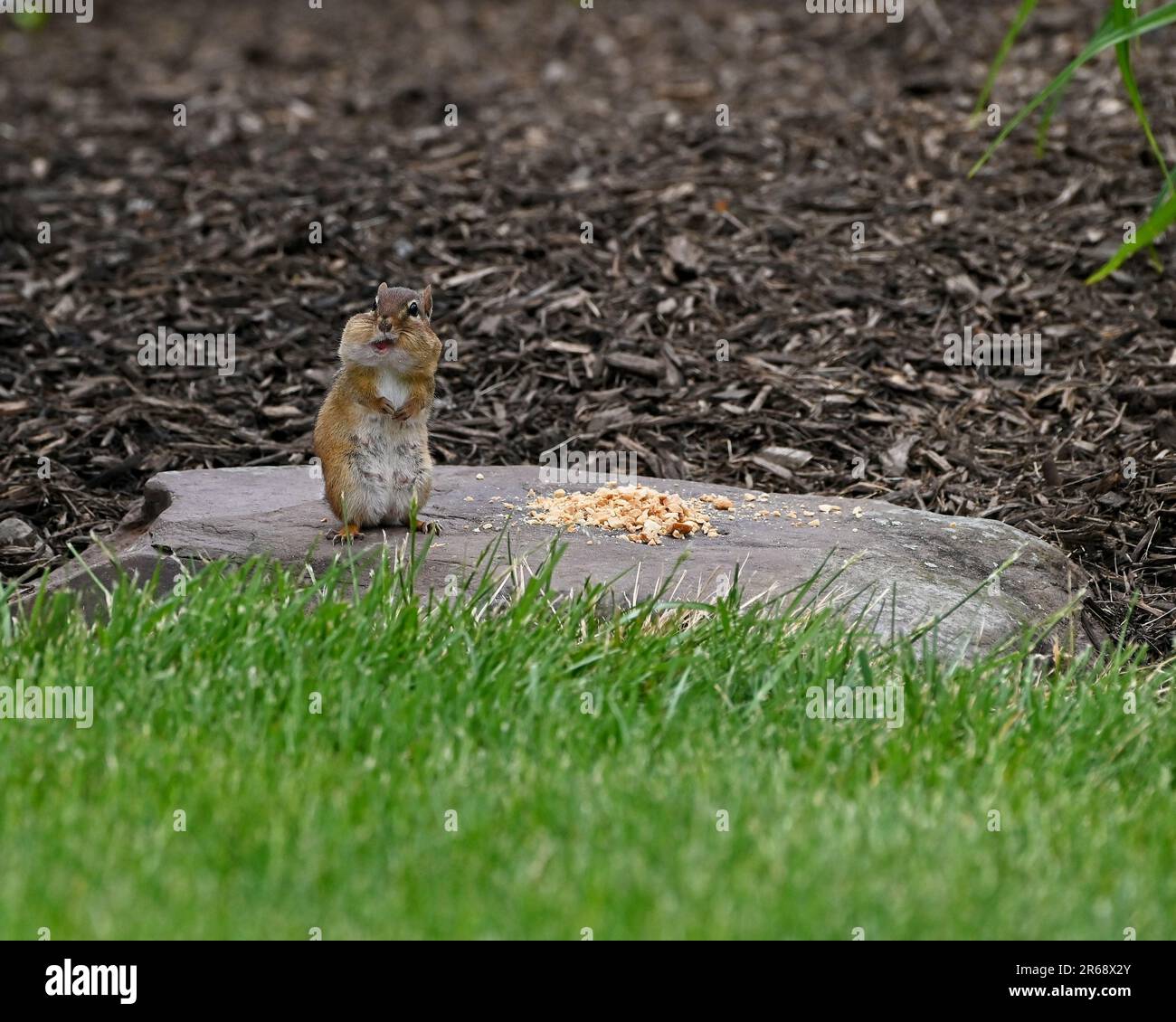 Chipmunk making funny faces while eating Stock Photo