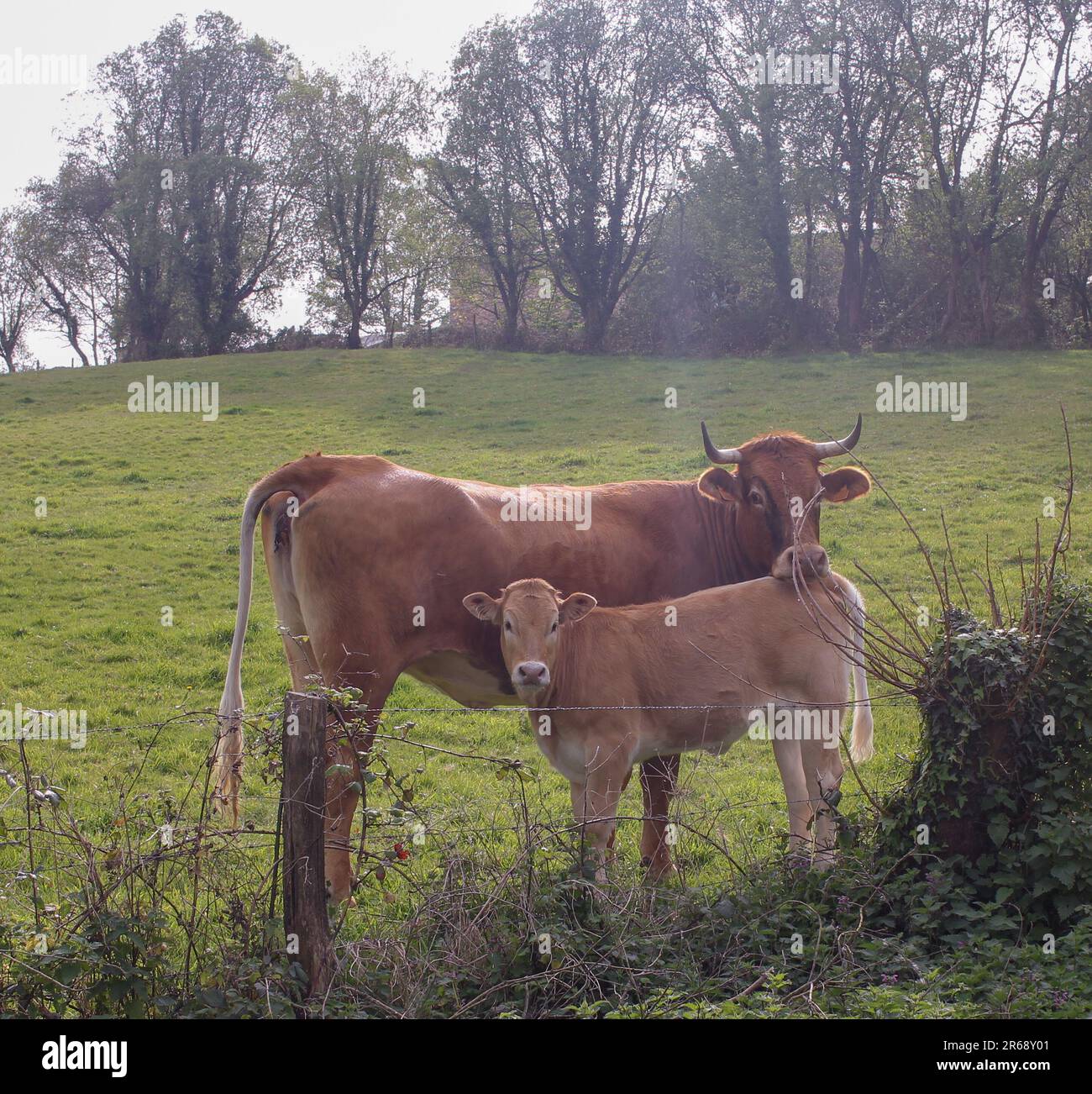 a calf and its mother in a meadow in the countryside Stock Photo - Alamy