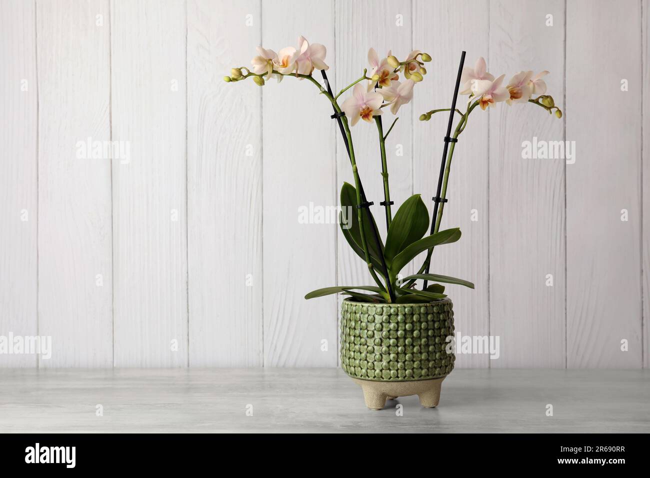 Beautiful orchid flower on light gray table against white wooden background. Space for text Stock Photo