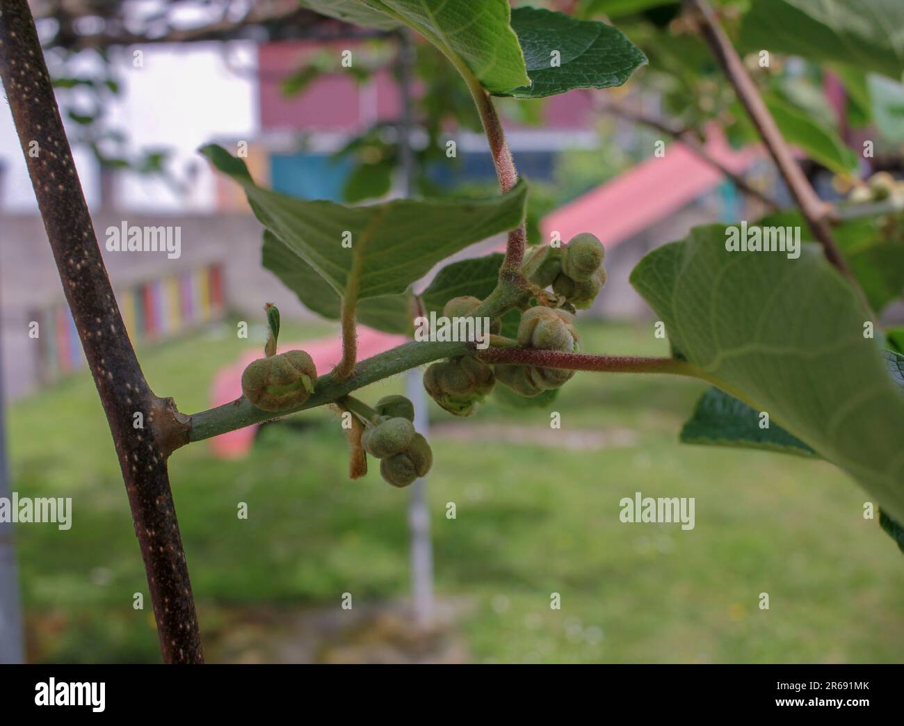 Pollination of kiwi flowers hi-res stock photography and images - Alamy