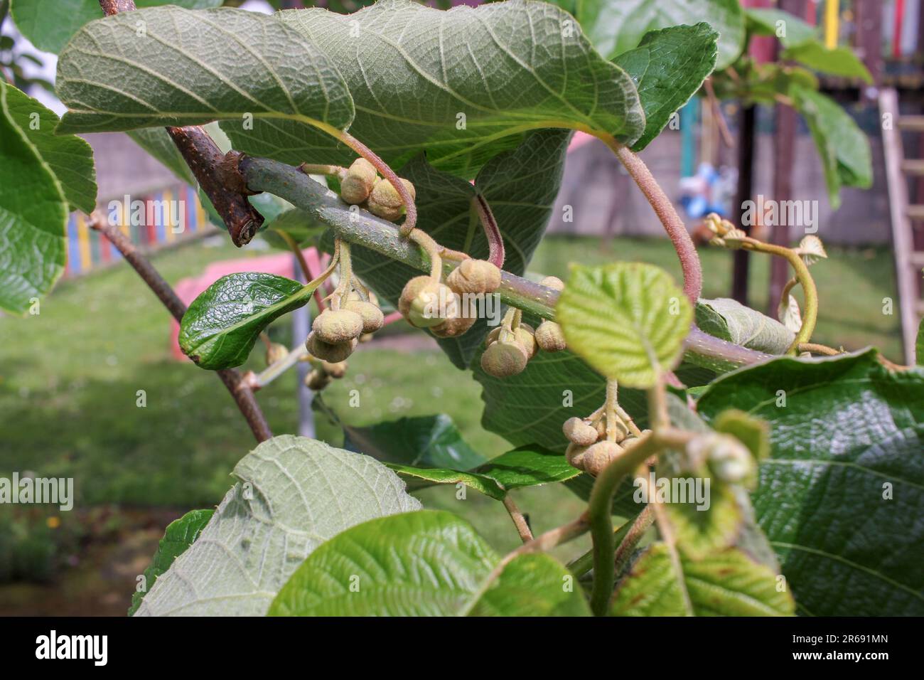 Pollination of kiwi flowers hi-res stock photography and images - Alamy