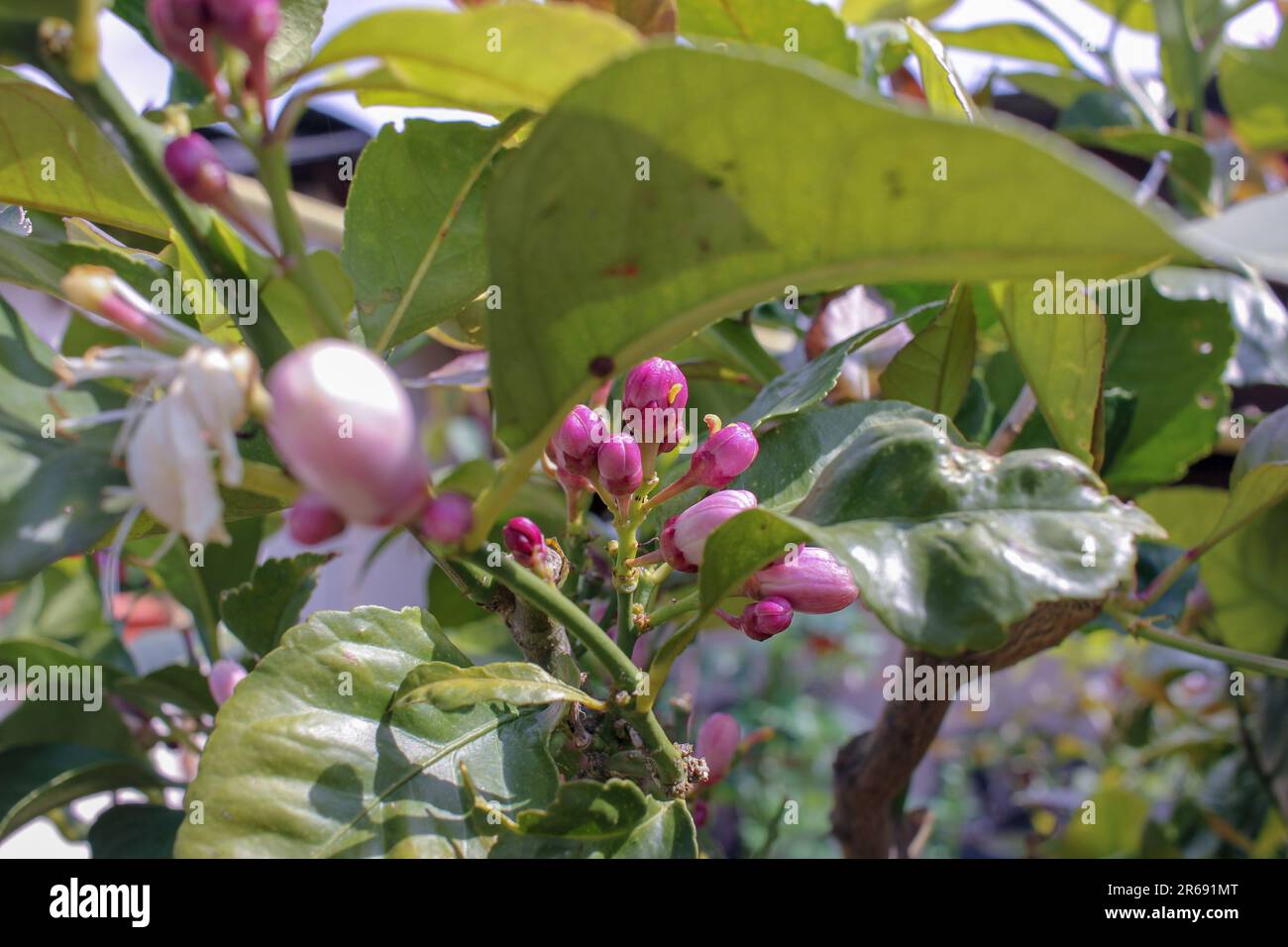 the smell and beauty of lemon flowers in my orchard Stock Photo Alamy