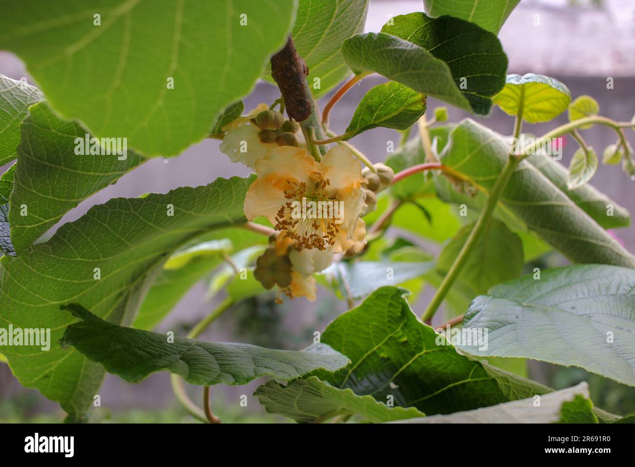 Pollination of kiwi flowers hi-res stock photography and images - Alamy