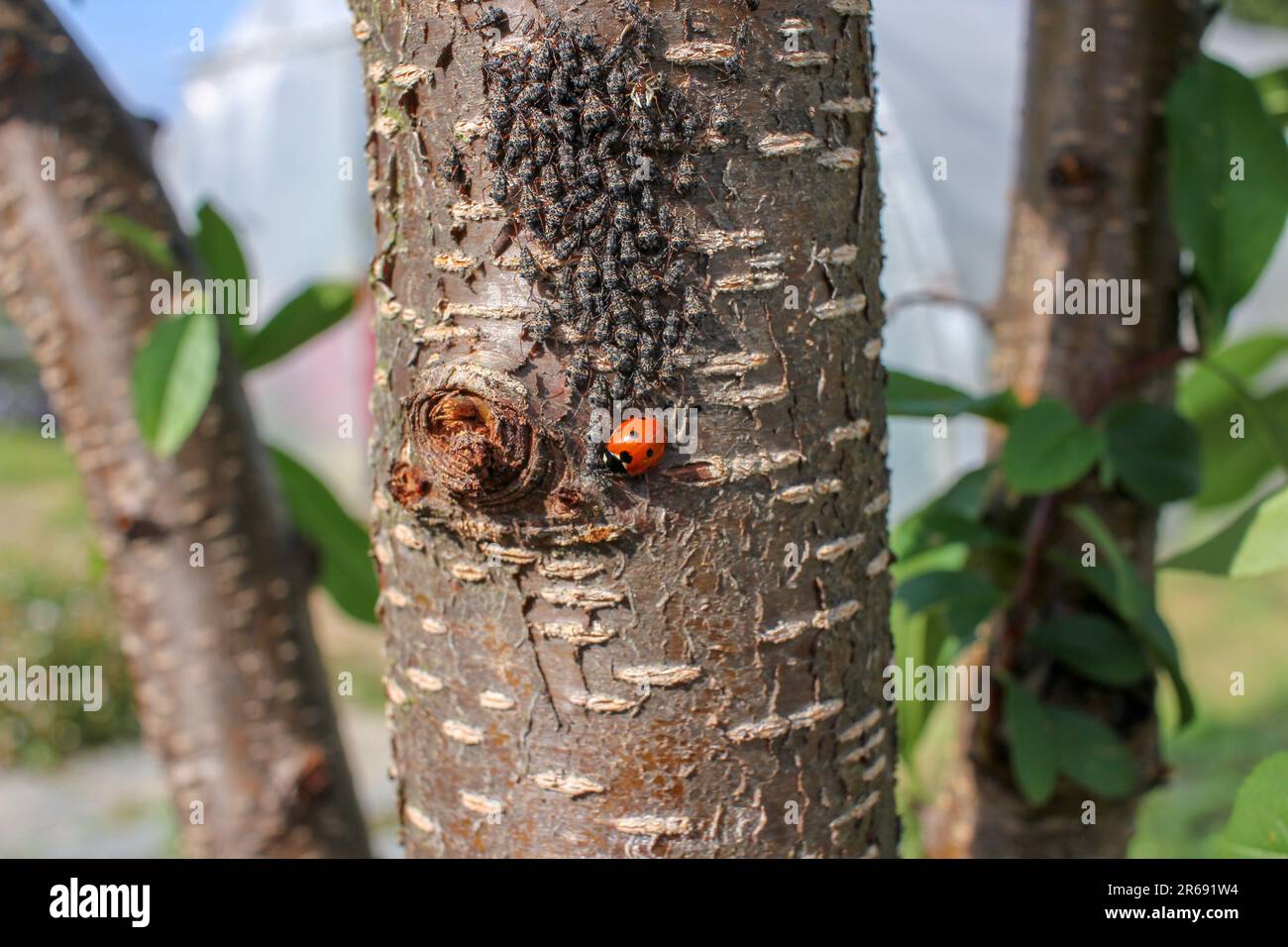 peach tree in my orchard with a plague of insects Stock Photo