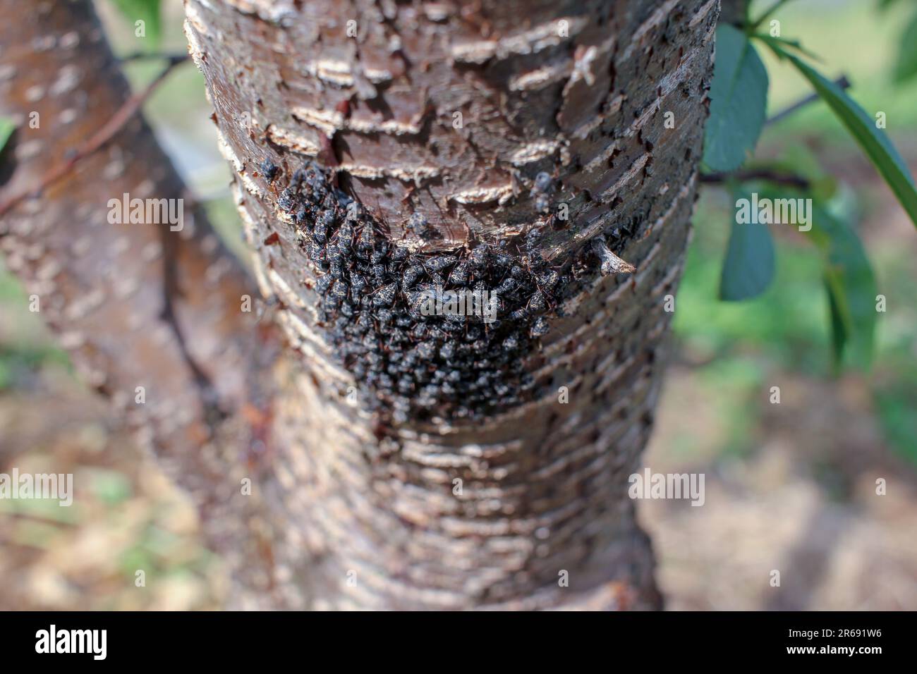 a plague of insects in a peach tree in my orchard Stock Photo