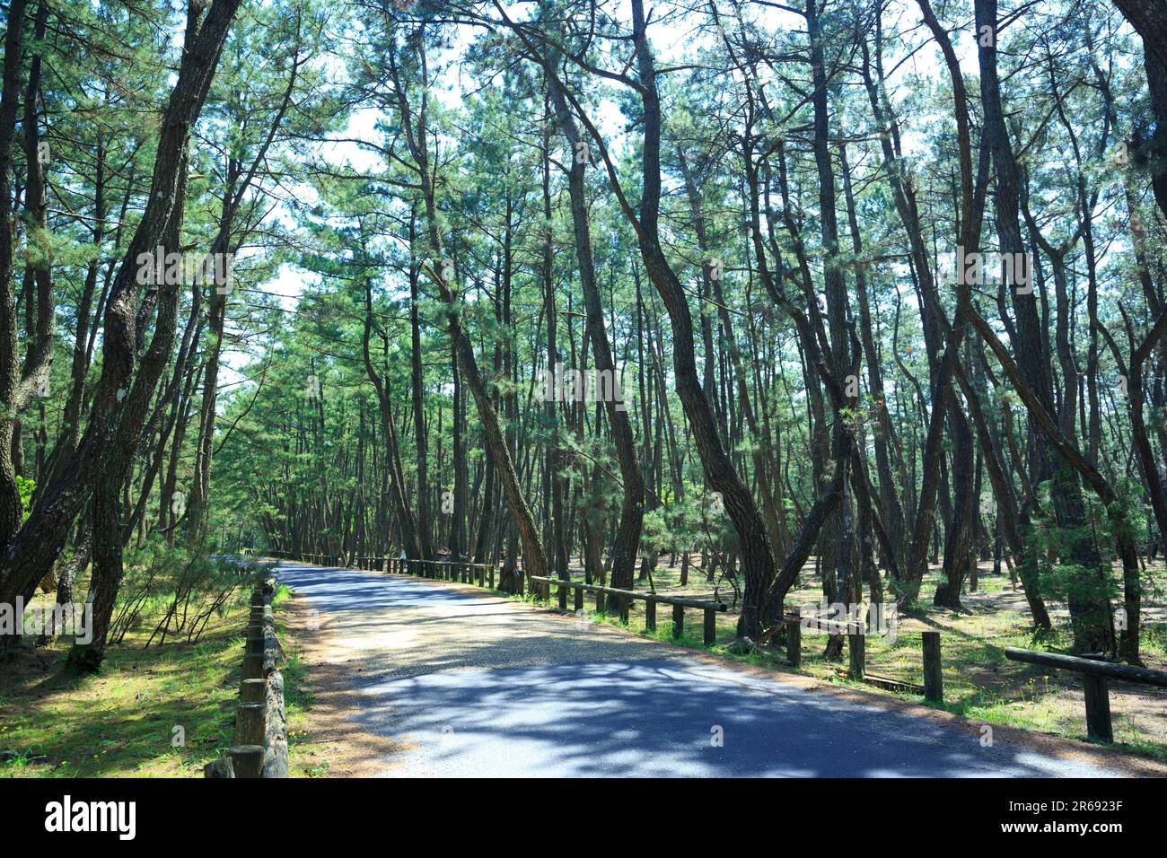 Matsubara of the rainbow Stock Photo Alamy