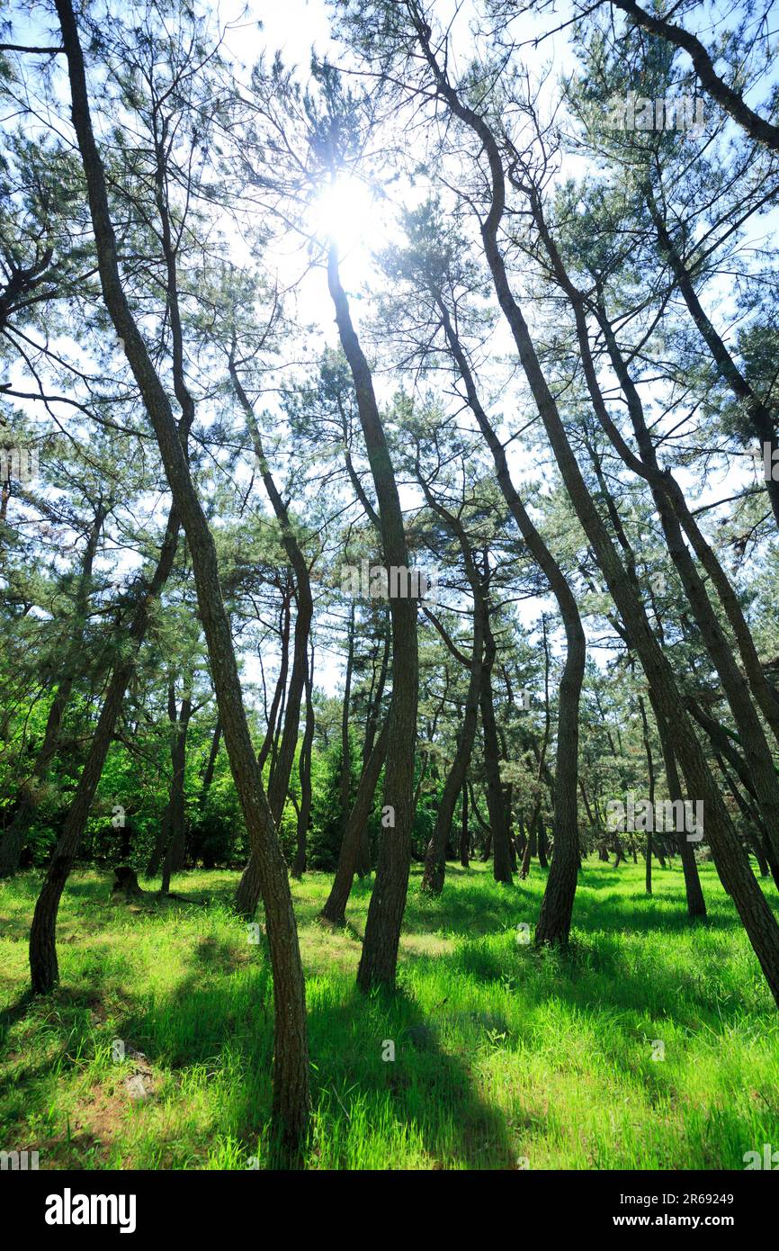 Matsubara of the rainbow Stock Photo Alamy