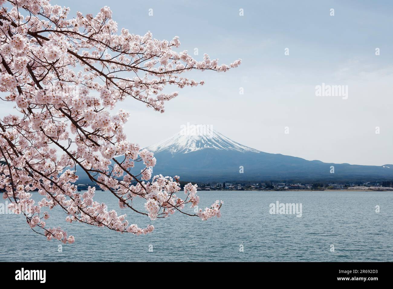 Mount Fuji and cherry blossoms Stock Photo - Alamy