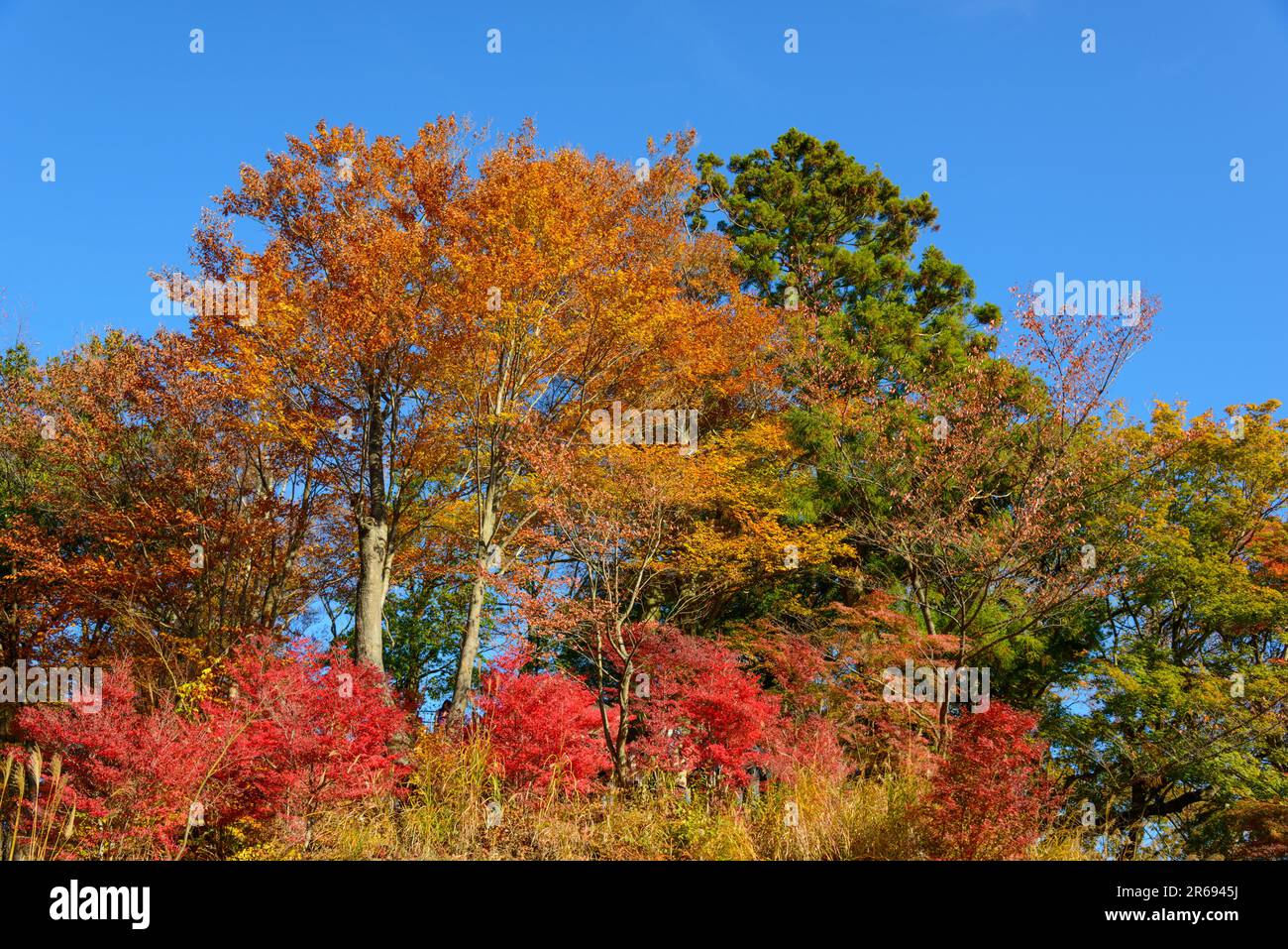 Autumn colors of Mt. Takao Stock Photo