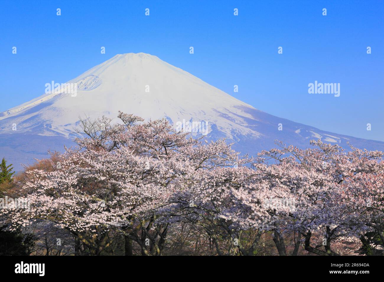 Mount Fuji Cherry Blossoms Hi res Stock Photography And Images Alamy mount-fuji-cherry-blossoms-hi-res-stock-photography-and-images-alamy