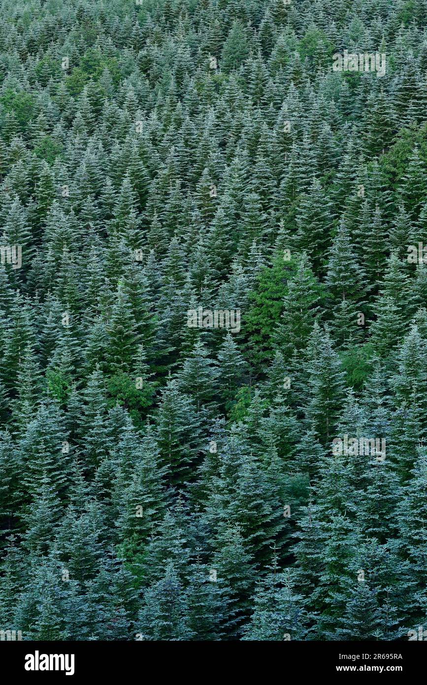 Forest of Coniferous Trees Stock Photo