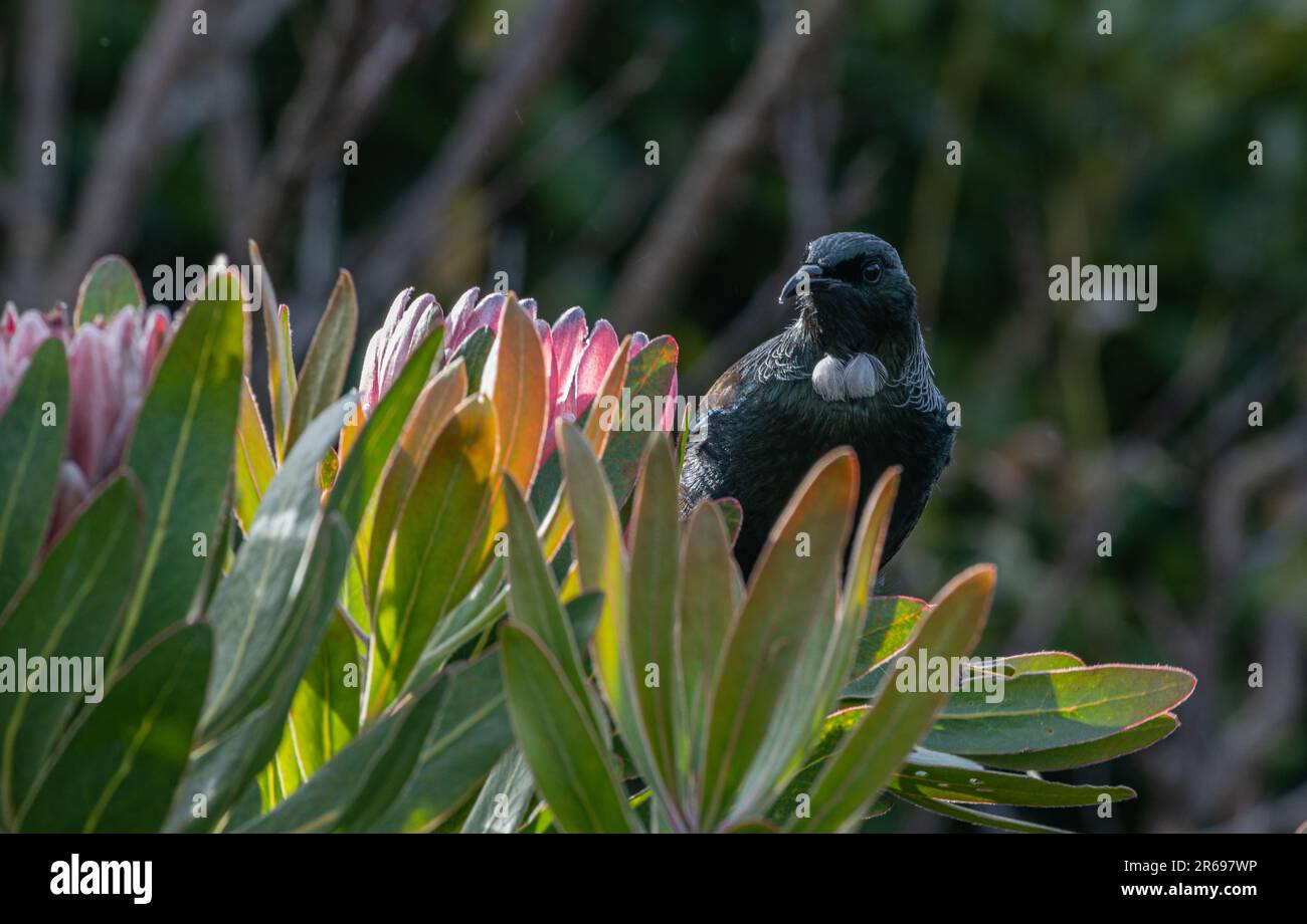 Tui on Protea in early morning Stock Photo
