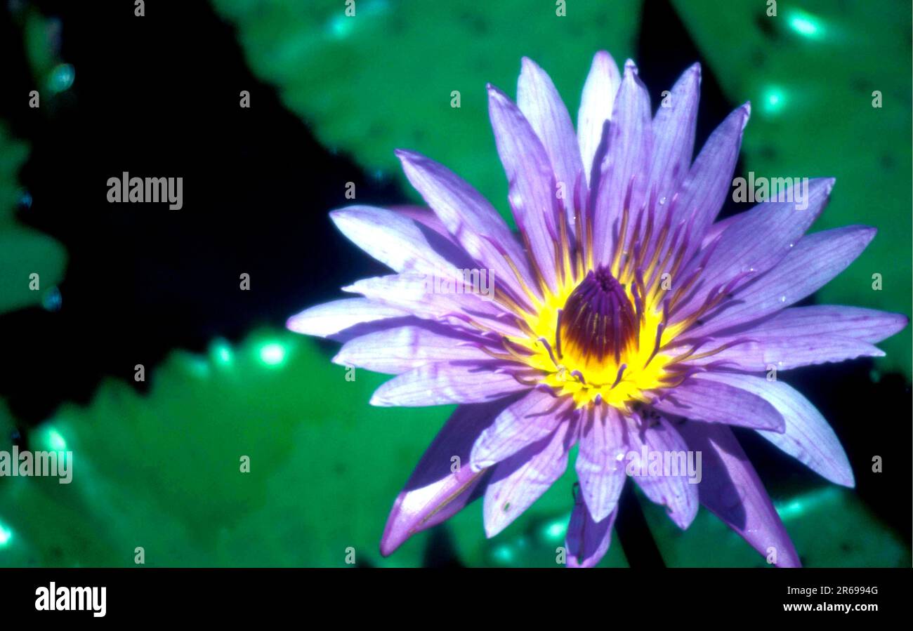 A blue lotus. The lotus flower is a symbol of purity, spiritual