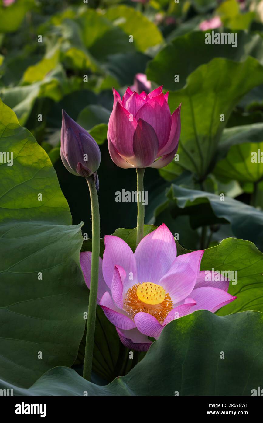 Big petaled lotus hires stock photography and images Alamy
