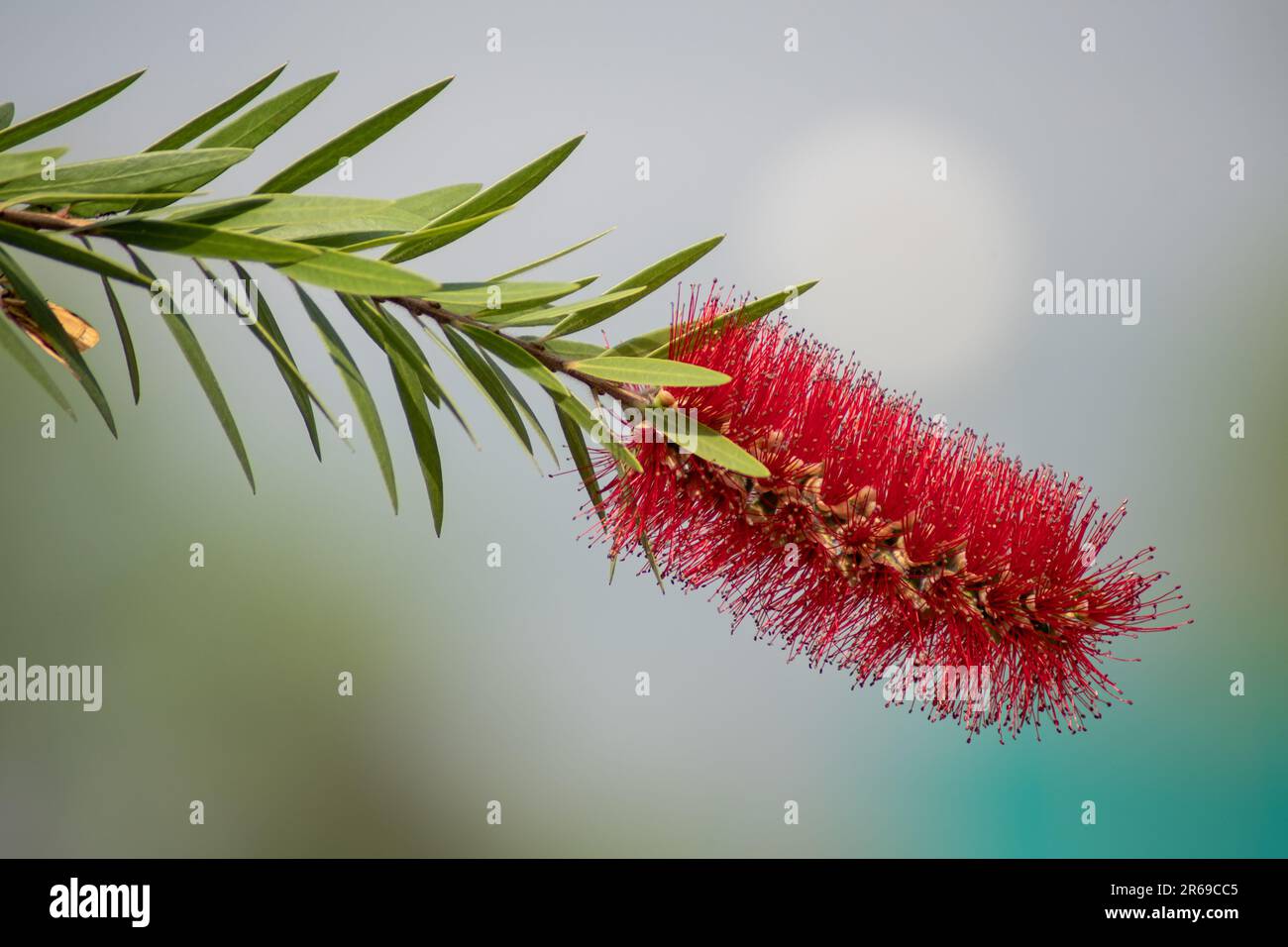 The bottle brush flower is a vibrant and unique plant with cylindrical