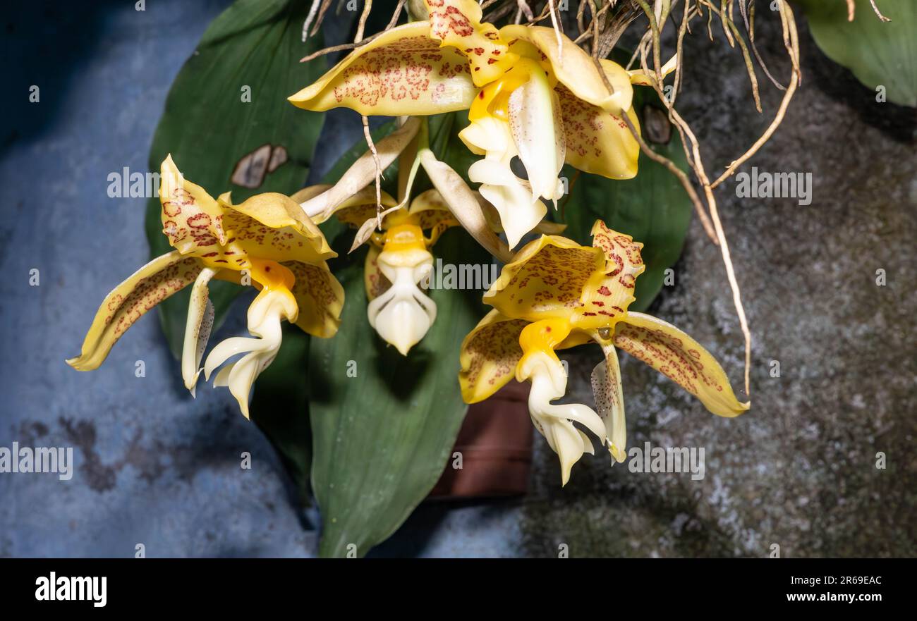 A flower stem with four blooms is pendant below the Stanhopea costaricensis plant.  These flowers, now in their  last for two to three days. Stock Photo